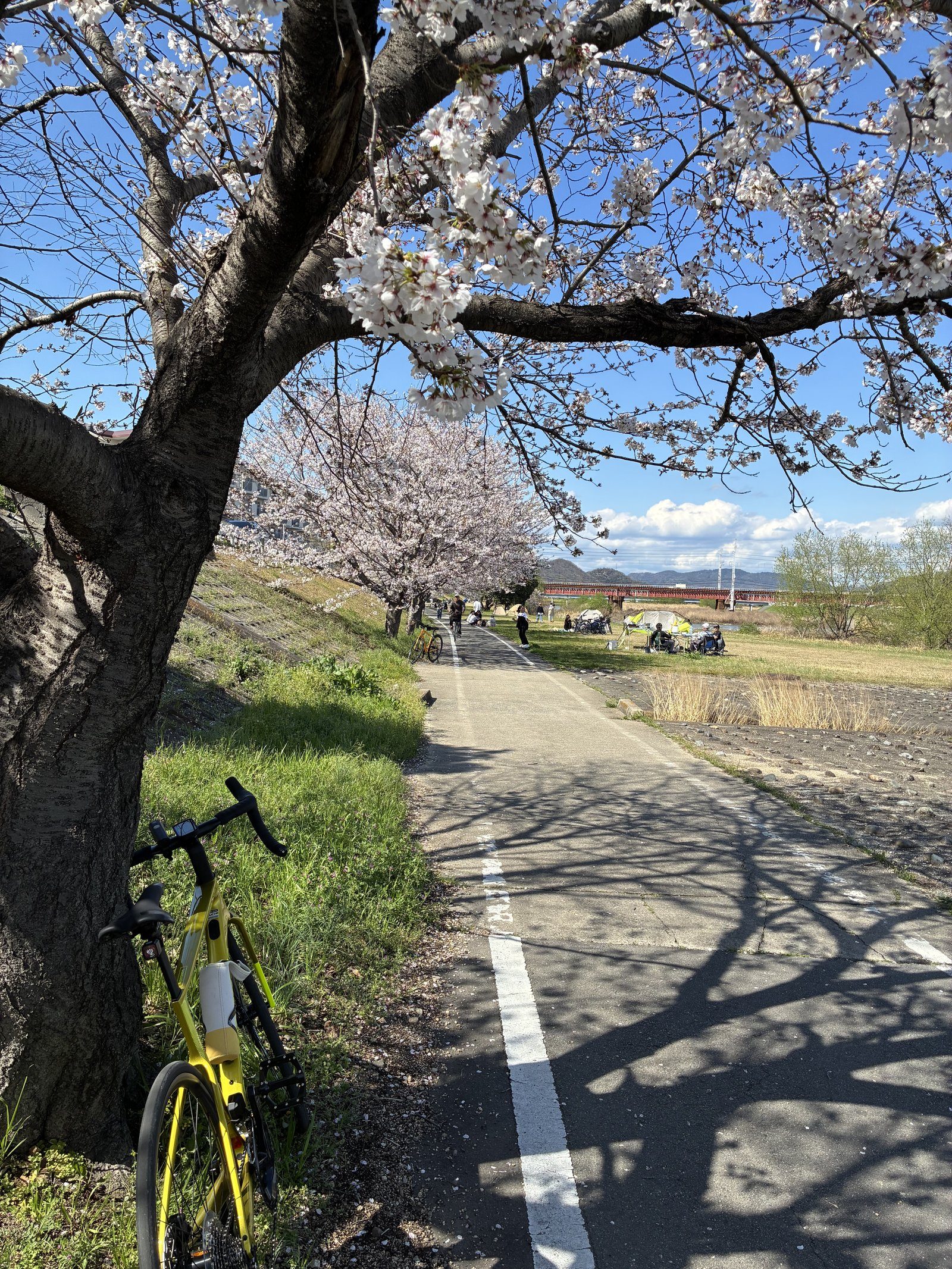 夢前川桜
